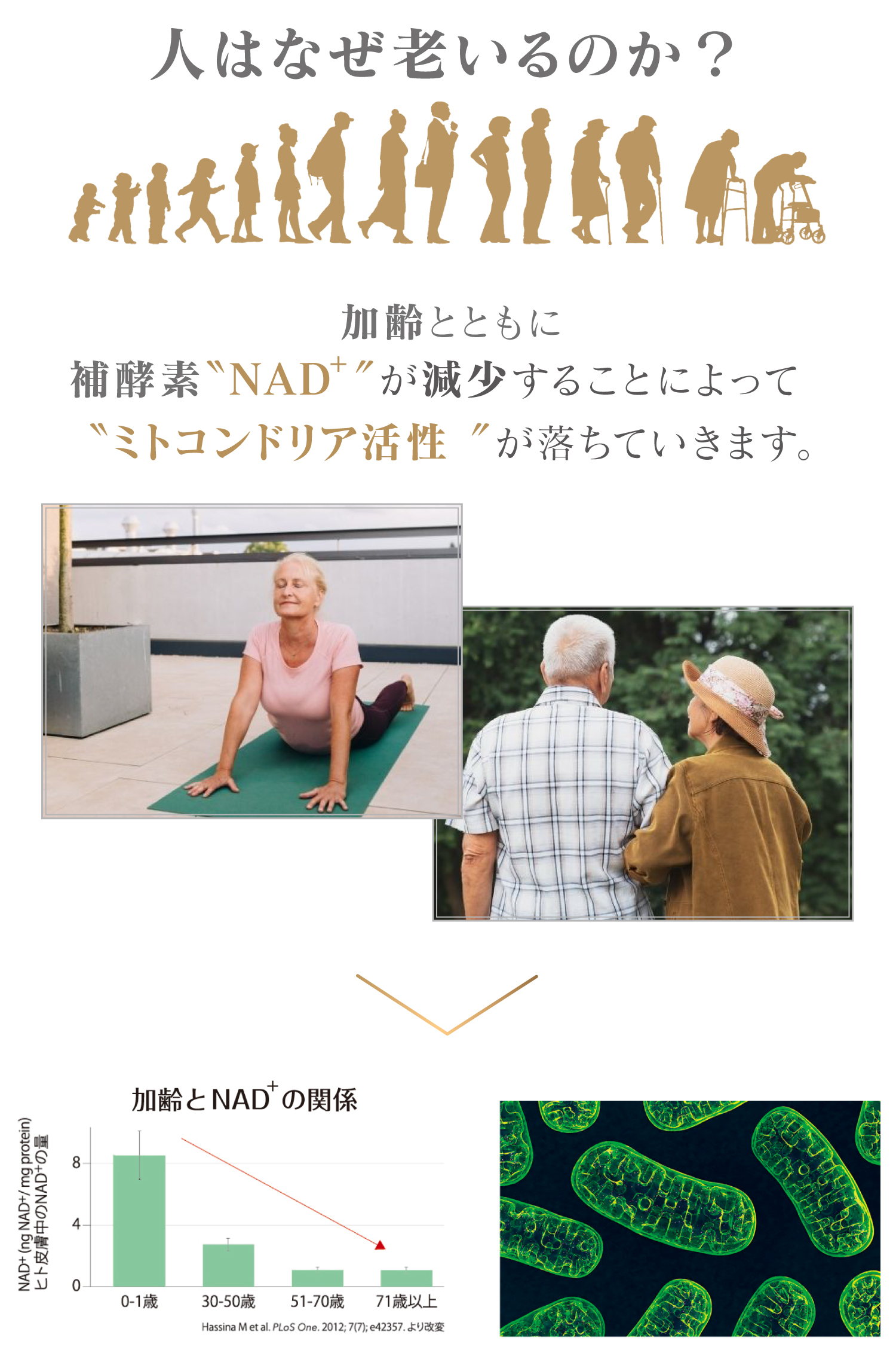 人はなぜ老いるのか?老化とは 補酵素NADが減少することによってミトコンドリア活性”が落ちることつまり、NADの減少は老化を引き起こす最大の原因の1つ